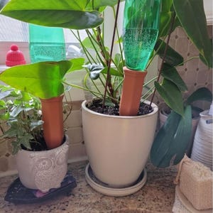 10 Terracotta Plant Watering Stakes – Self Watering Spikes for Wine Bottles, Clay Soil Moisturizers for Indoor & Outdoor Plants
