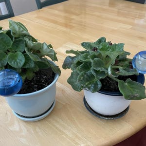 Self Watering Plant Bulbs Set of 10 – Automatic Watering Globes for Indoor Plants, Vacation Plant Watering Spikes, Slow Release Irrigation