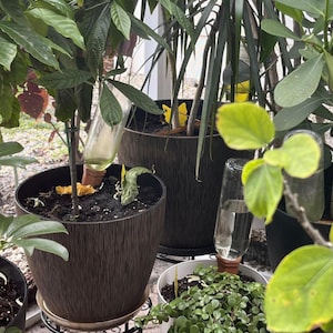 May include: Several potted plants with green foliage. Clear glass bottles are inserted upside down into the soil, acting as self-watering devices. The pots are various sizes and colors, including brown and white.