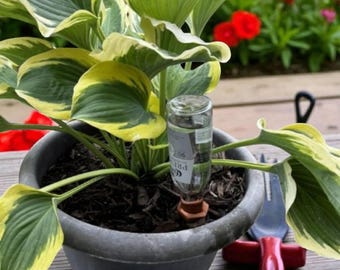 Self Watering Spikes for Plants | 12 Terracotta Plant Waterers for Wine Bottles | Automatic Vacation Irrigation System Indoor Outdoor