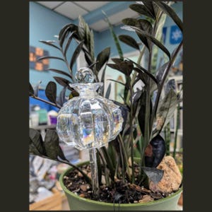 May include: A clear, faceted glass plant watering globe in the shape of a perfume bottle. The globe is set in a green pot with dark green leaves. The plant is a ZZ plant, with dark green leaves. The background is a light blue wall.