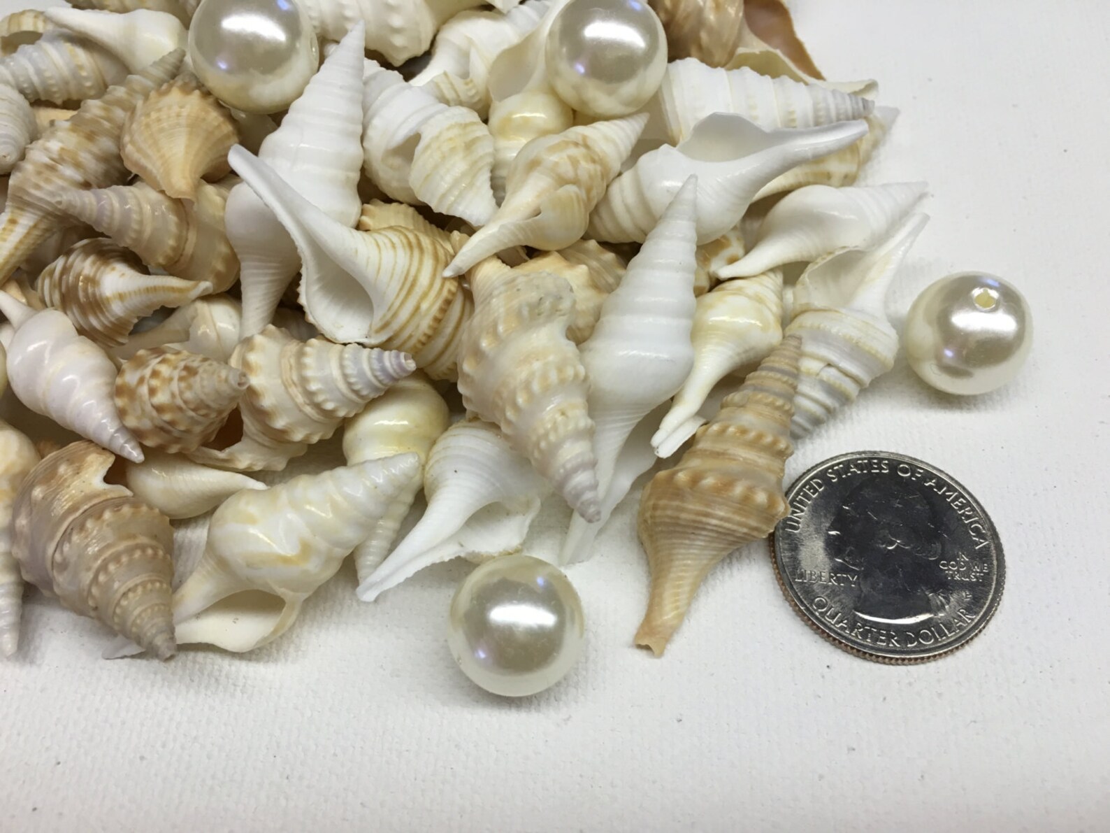 6 Miniature Horse Conch Shells 1.251.75 Inches Longcraft Etsy