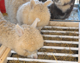 Alpaca livestock  low waste feeder box plans tutorial