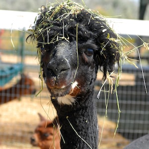 Alpaca livestock low waste feeder box plans tutorial image 4