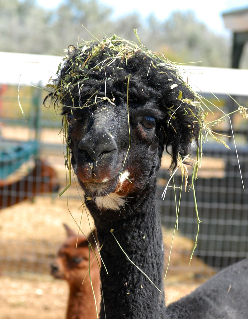 Alpaca livestock low waste feeder box plans tutorial image 4