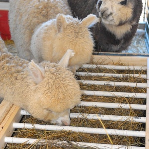 Alpaca livestock low waste feeder box plans tutorial image 1