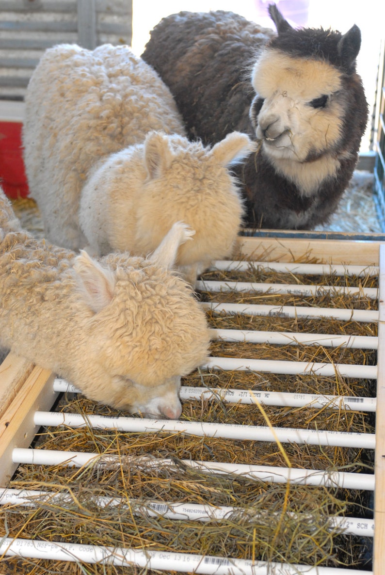 Alpaca livestock low waste feeder box plans tutorial image 1