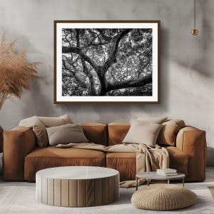 Coast Live Oak Tree Canopy | Black & White Nature Photography Canvas Carmel California