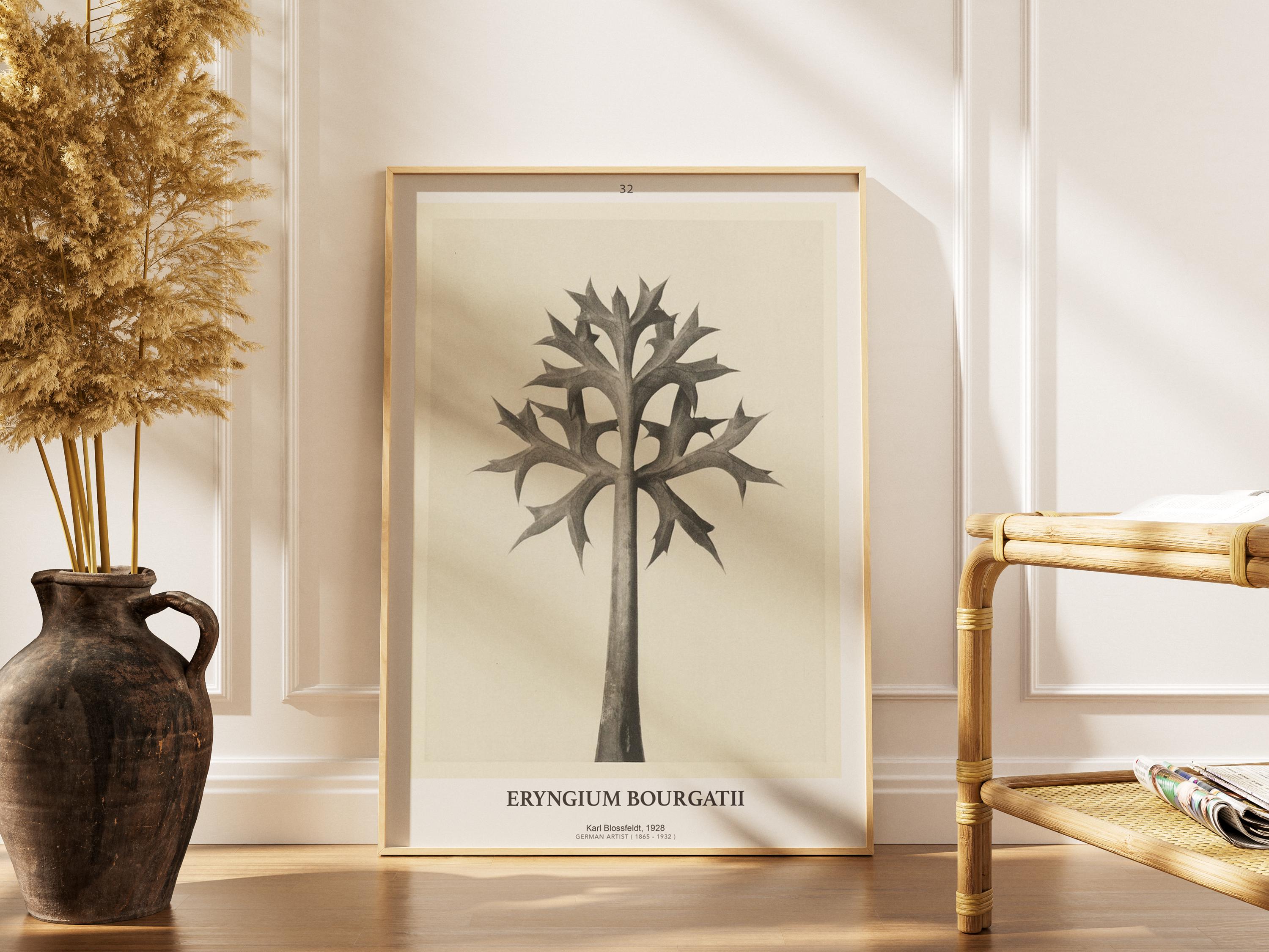 カールブロスフェルト Karl Blossfeldt ポスター インテリア カール・ブロスフェルト アート写真】選べるサイズとフレーム