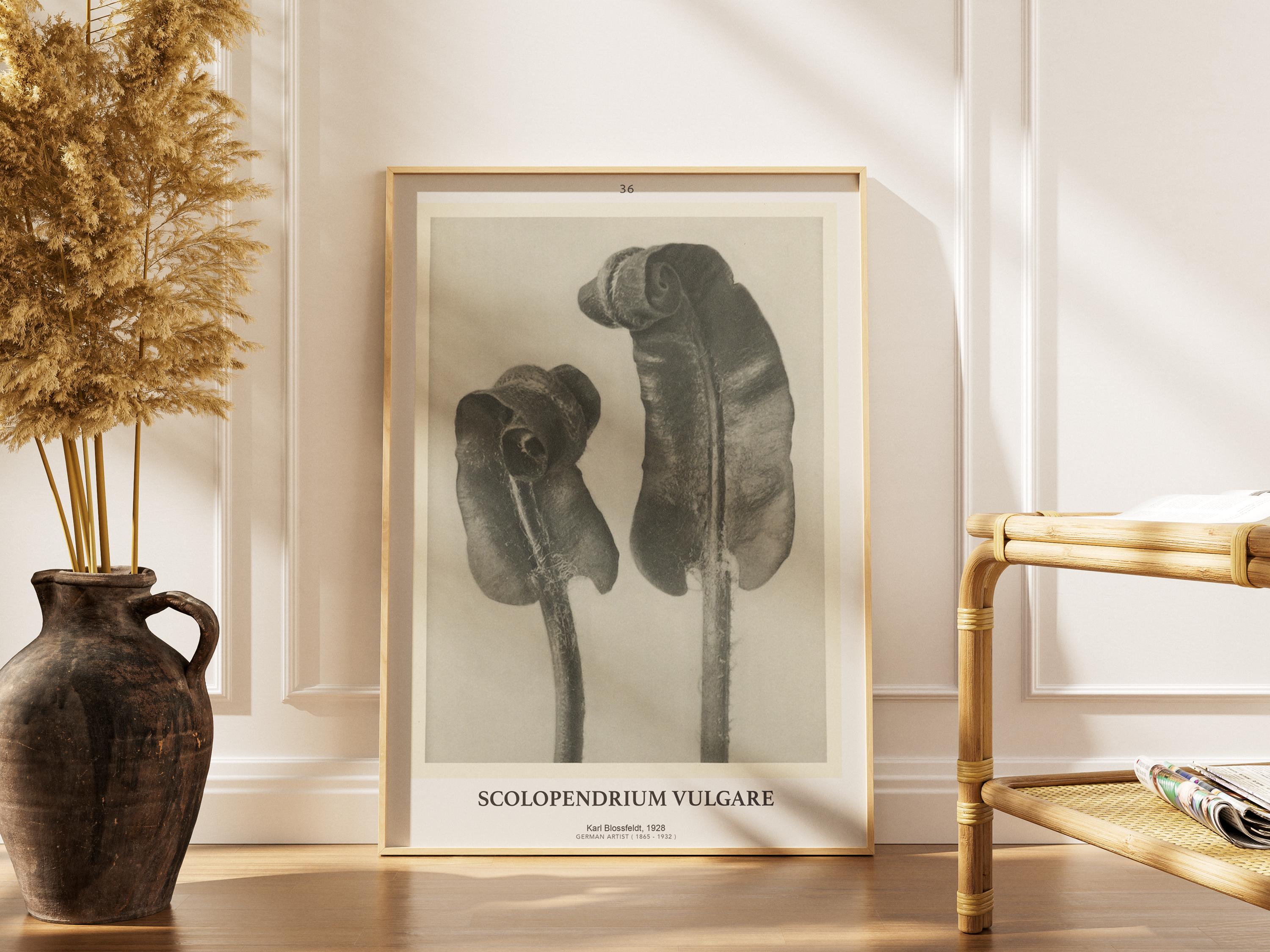 Karl blossfeldt - Etsy 日本