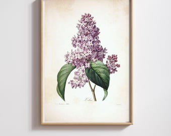 Vintage Botanical Print | Pierre-Joseph Redouté | Lilac | Restored & 300DPI | (Digital Product)