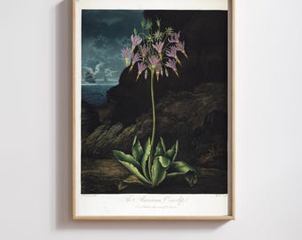 Vintage Botanical Print | Robert John Thornton | Restored Antique Floral Art (Digital Download)