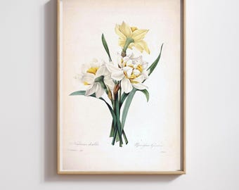 Vintage Botanical Print | Pierre-Joseph Redouté | Narcissus | Restored & 300DPI | (Digital Product)