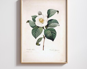 Vintage Botanical Print | Pierre-Joseph Redouté | White Camellia | Restored & 300DPI | (Digital Product)