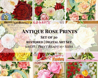 Set of 20 Antique Rose Prints | Restored Vintage Floral Art | 300 DPI | (Digital Download)