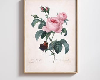 Vintage Botanical Print | Pierre-Joseph Redouté | Pink Roses | Restored & 300DPI | (Digital Product)