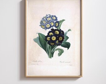 Vintage Botanical Print | Pierre-Joseph Redouté | Primroses | Restored & 300DPI | (Digital Product)