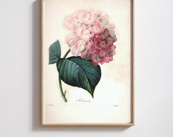 Vintage Botanical Print | Pierre-Joseph Redouté | Hydrangea | Restored & 300DPI | (Digital Product)