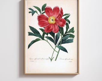 Vintage Botanical Print | Pierre-Joseph Redouté | Red Peony | Restored & 300DPI | (Digital Product)