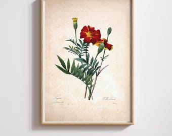 Vintage Botanical Print | Pierre-Joseph Redouté | Marigolds | Restored & 300DPI | (Digital Product)