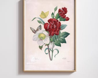 Vintage Botanical Print | Pierre-Joseph Redouté | Carnations and Butterflies | Restored & 300DPI | (Digital Product)