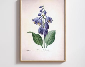 Vintage Botanical Print | Pierre-Joseph Redouté | Purple Daylily | Restored & 300DPI | (Digital Product)