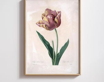 Vintage Botanical Print | Pierre-Joseph Redouté | Tulips | Restored & 300DPI | (Digital Product)