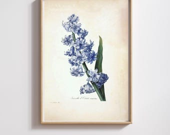 Vintage Botanical Print | Pierre-Joseph Redouté | Hyacinth | Restored & 300DPI | (Digital Product)