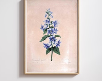 Vintage Botanical Print | Pierre-Joseph Redouté | Campanula Bellflower | Restored & 300DPI | (Digital Product)