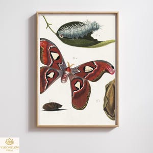 Könnte beinhalten: Ein gerahmter botanischer Druck mit einer detaillierten Illustration eines großen Schmetterlings mit rotbraunen Flügeln und weißen Markierungen. Der Druck enthält auch eine Raupe auf einem Blatt und eine Puppe. Das Kunstwerk ist vor einem weißen Hintergrund.