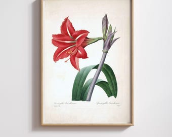 Vintage Botanical Print | Pierre-Joseph Redouté | Amaryllis | Restored & 300DPI | (Digital Product)