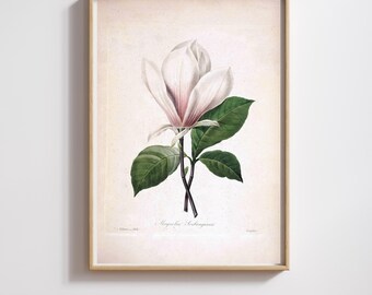 Vintage Botanical Print | Pierre-Joseph Redouté | Magnolia | Restored & 300DPI | (Digital Product)