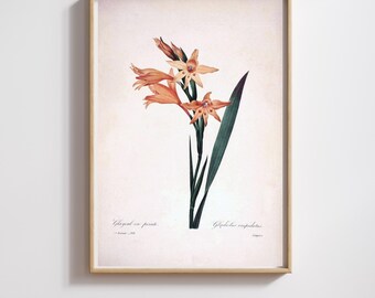 Vintage Botanical Print | Pierre-Joseph Redouté | Gladioli | Restored & 300DPI | (Digital Product)
