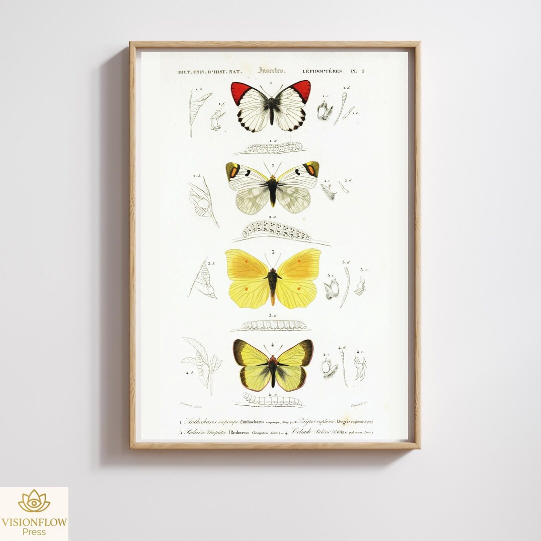 Vintage Butterfly Print | Metamorphosis Art | Restored & 300DPI ...