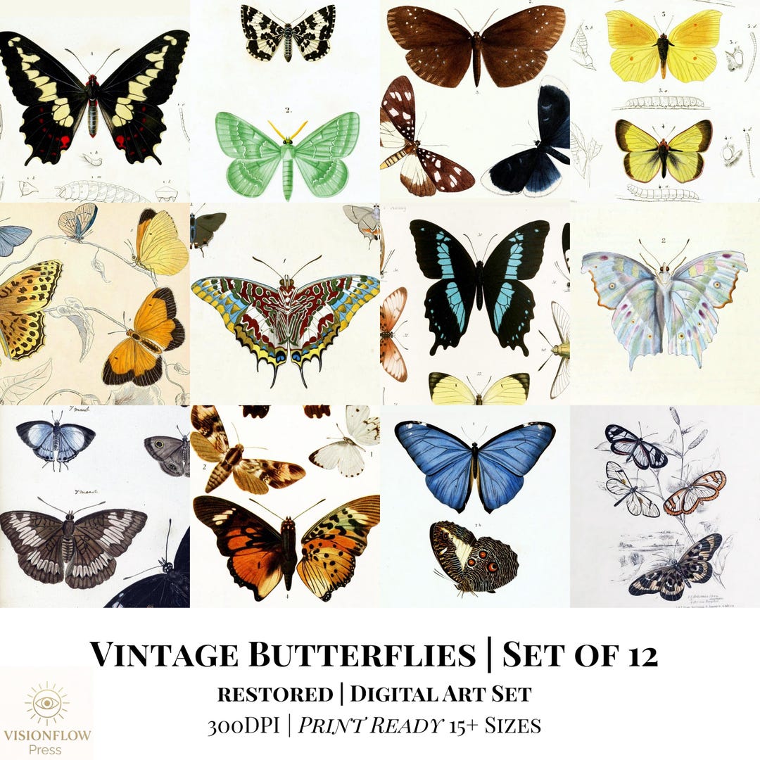 Set of 12 Vintage Butterfly Prints | Restored Antique Art | Restored ...