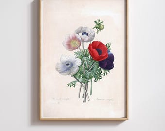 Vintage Botanical Print | Pierre-Joseph Redouté | Anemone Simple | Restored & 300DPI | (Digital Product)