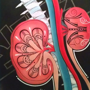 May include: A stylized illustration of a kidney with intricate details, surrounded by red and blue lines. The kidney is drawn in a detailed, almost anatomical style, with a focus on the internal structure. The background is black.