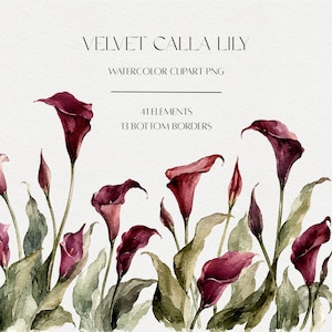 Pode incluir: Uma coleção digital de ilustrações em aquarela de lírios calla com flores bordô profundas e folhas verdes suaves. O texto diz VELVET CALLA LILY, WATERCOLOR CLIPART PNG, 41 ELEMENTS, 13 BOTTOM BORDERS. O design está sobre um fundo branco texturizado.