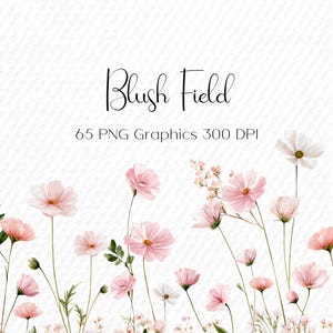 Puede incluir: Ilustración en acuarela con un campo de flores de cosmos rosas y blancas con hojas verdes sobre un fondo blanco. El texto "Blush Field" y "65 PNG Graphics 300 DPI" se muestra en escritura negra.