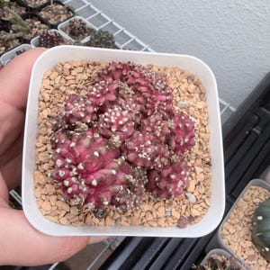 Gymnocalycium T Rex - Etsy