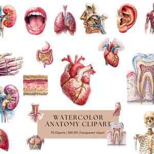 Può includere: Clipart anatomico ad acquerello con illustrazioni dettagliate di organi umani, tra cui cuore, polmoni, reni e una sezione trasversale di un dente. L'immagine include anche una mano, un orecchio e una figura scheletrica. Il testo "Watercolor Anatomy Clipart" è visibile.