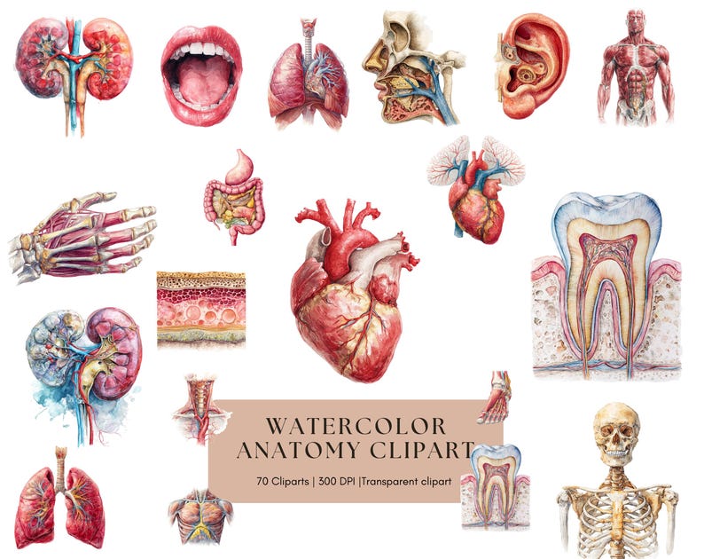 Watercolor Human Anatomy Clipart: Organs, Skeleton, Skull (digital ...