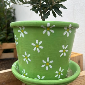 Könnte beinhalten: Ein grüner Keramik-Blumentopf mit passender Untertasse, verziert mit weißen Gänseblümchen-Designs. Der Topf enthält einen kleinen Olivenbaum. Der Topf hat einen Durchmesser von ca. 15 cm und ist 13 cm hoch.