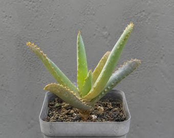Aloe capitata Tsiroanomandidy, Rare plant 3" pot, Succulent Lover Gift