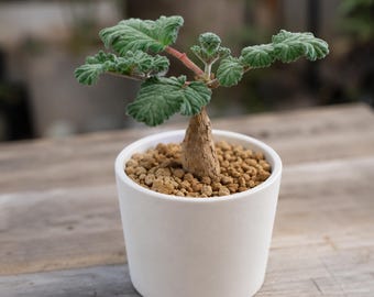 Pelargonium lobatum, Rare caudex plant 3" pot, Succulent Lover Gift