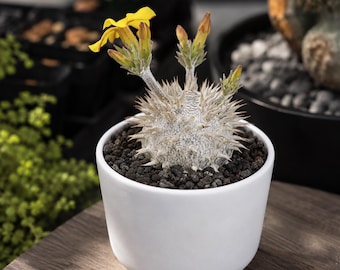 Pachypodium Brevicaule, Rare caudex plant 3" pot, Succulent Lover Gift