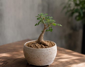 Pachycormus Discolor, Rare caudex plant 3" pot, Succulent Lover Gift