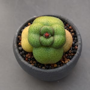 Crassula hemisphaerica, Rare plant 3" pot, Succulent Lover Gift