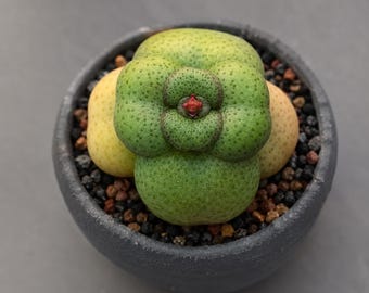 Crassula hemisphaerica, Rare plant 3" pot, Succulent Lover Gift