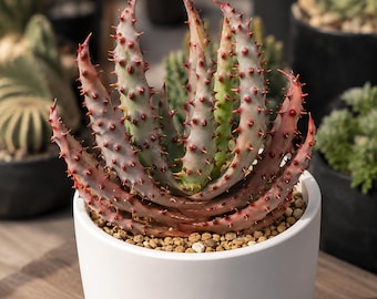 Aloe marlothii | subsp marlothii, Rare mountain plant 3" pot, Succulent Lover Gift